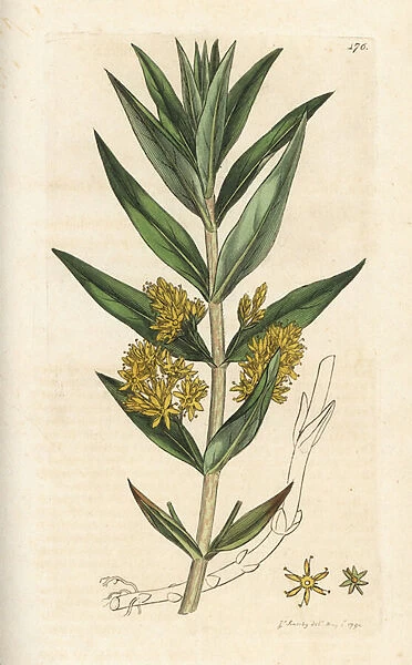 Tufted loosestrife, Lysimachia thyrsiflora. Handcoloured copperplate engraving by James Sowerby from James Smiths English Botany, London, 1794