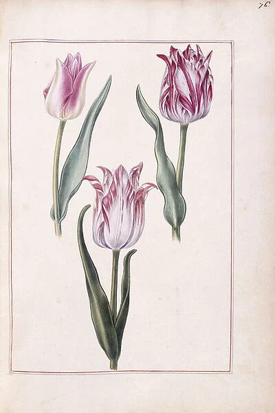 Tulips, 18th century (watercolour and bodycolour)