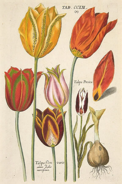 Tulips. From Florilegium novum, hoc est Variorum Maximeque Radiorum Florum ac Plantorum