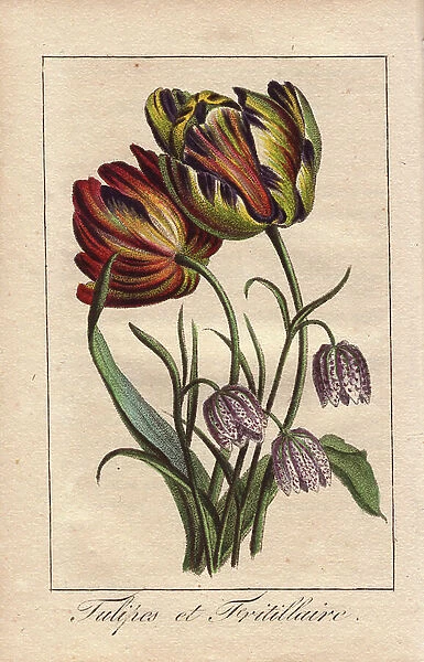 Tulips and fritillaries, Tulipa and Fritillaria