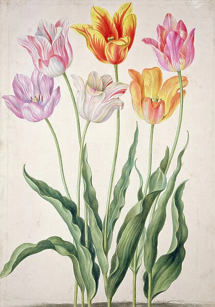 Tulips, from the Nassau Florilegium (w  /  c on paper)