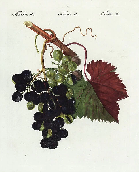 Two-coloured or Venice grapes (vine vinifere bicolore), Vitis vinifera bicolor. Handcoloured copperplate engraving from Bertuch's ' Bilderbuch fur Kinder' (Picture Book for Children), Weimar, 1805
