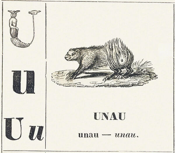 U like Unau, 1850 (engraving)