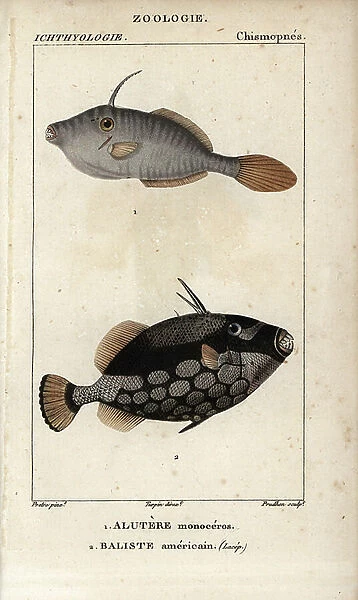 Unicorn leatherjacket, filefish, Aluterus monoceros, Alutere monoceros and triggerfish, American balist, Punctatus balists. Handcoloured copperplate stipple engraving from Jussieu's ' Dictionary of Natural Sciences' 1816-1830