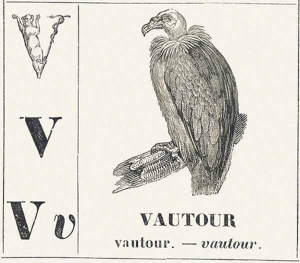 V for Vulture, 1850 (engraving)