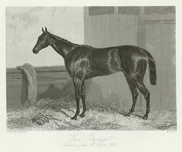 Van Tromp, foaled 1844 (b  /  w photo)