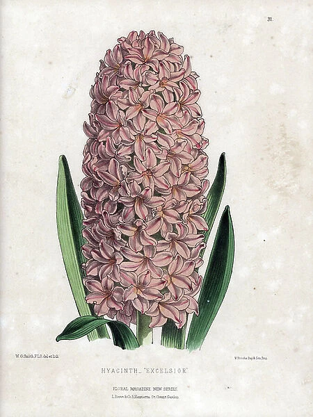 Variete of Hyacinth Excelsior, hybrid of salmon pink colour. Lithograph by Worthington G.Smith (1835-1917), published in Floral Magazine, 1872, edited by Henry Honywood Dombrain (1818-1905)