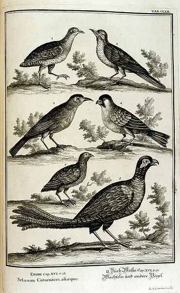Varieties of biblical birds, 18th century (engraving)