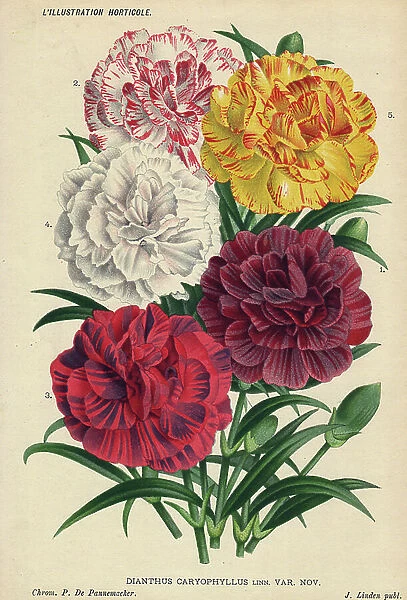 Varieties of carnations (Dianthus caryophyllus Linn. Var. Nov.), of various colors pink, red white, yellow and crimson. Lithograph by P.de Pannemaeker, published around 1880 in Ghent (Belgium)