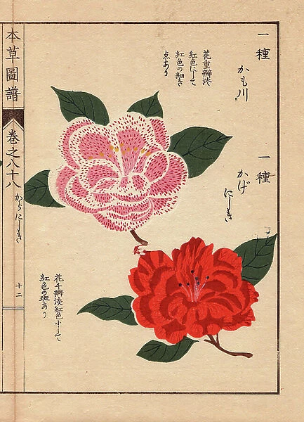 Varieties of Japanese camelias (Thea japonica Nois): Kamogawa and Kagenishiki, with pink and red flowers. Eau forte en couleurs, woodcut by Kanen Iwasaki (1786-1842) botanist, entomology and Japanese zoology, published in Honzo Zufu, in 1884
