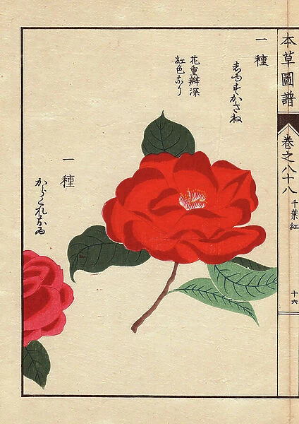 Varieties of Japanese camelias (Thea japonica Nois): Shusukane and Karakureoru, with ecarlate flowers. Eau forte en couleurs, woodcut by Kanen Iwasaki (1786-1842) botanist, entomology and Japanese zoology, published in Honzo Zufu, in 1884