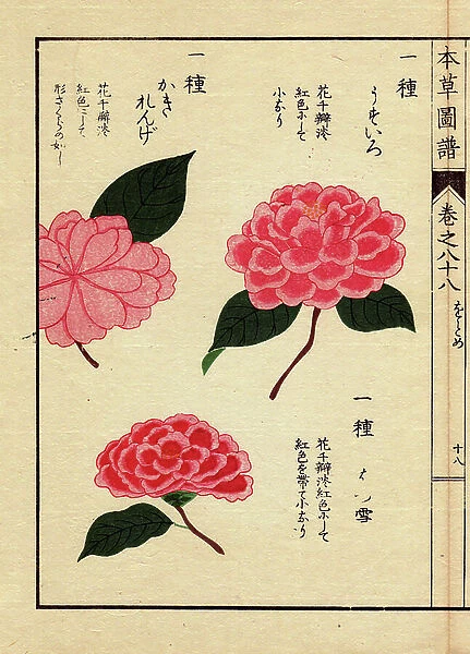 Varieties of Japanese camelias (Thea japonica Nois): Usuiro, Hatsuyuki and Kakirenge, with pink flowers. Eau forte en couleurs, woodcut by Kanen Iwasaki (1786-1842) botanist, entomology and Japanese zoology, published in Honzo Zufu, in 1884
