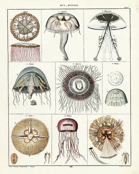 Varieties of jellyfish and medusae. Lithograph by C. Mayer after Conrad Kull from Lorenz Oken's Universal Natural History, Allgemeine Naturgeschichte fur alle Stande, Stuttgart, 1841