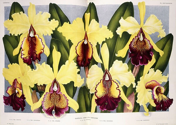Varieties of the Orchid Cattleya, 1885-1903 (chromolithographic engraving)