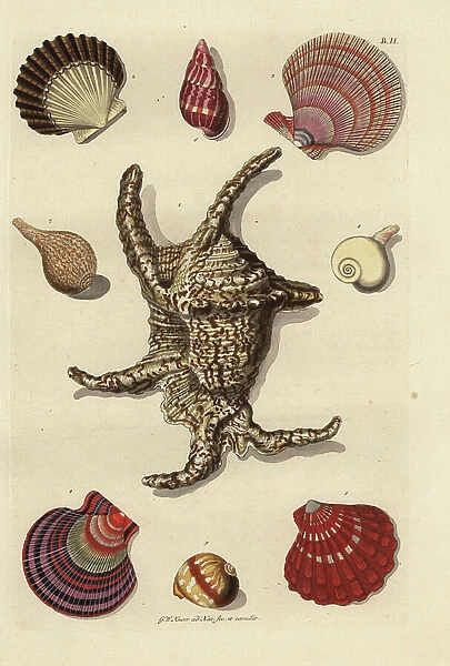 Various mollusc shells: Chiragra spider conch, Harpago chiragra 1, scallops, Pecten species 2-5, whelk, Buccinum undatum 6, Lagena species 7, sea snail, Rapa rapa 8, de ajuinschil shell 9