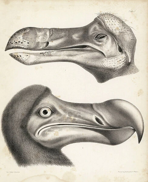 Side view of the head of a dodo in the Ashmolean Museum and restored head in the British Museum. Illustration drawn and lithographed by Joseph Dinkel from Hugh Edwin Strickland and Alexander Gordon Melville's The Dodo and its Kindred, London, Reeve