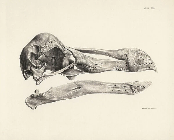 Side view of the skull of a dodo. Lithograph from Hugh Edwin Strickland and Alexander Gordon Melville's The Dodo and its Kindred, London, Reeve, Benham and Reeve, 1848