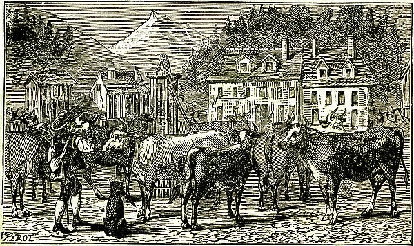 In a village in the Jura at the end of the 19th century. The communal patre sounds the trunk to gather the herd of cows. Engraving from the 'Tour de la France by two children'