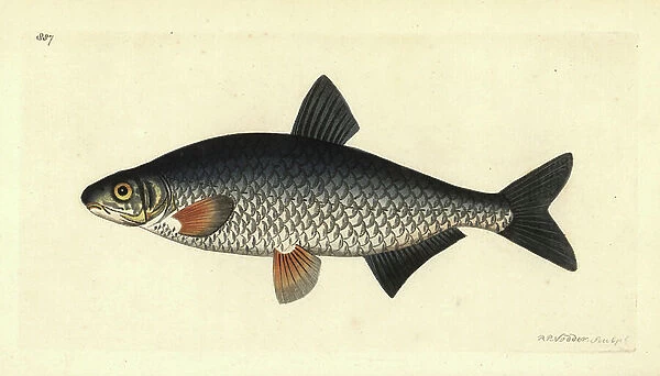 Vimba bream, Vimba vimba (Vimba carp, Cyprinus vimba). Illustration drawn and engraved by Richard Polydore Nodder. Handcoloured copperplate engraving from George Shaw and Frederick Nodder's ' The Naturalist's Miscellany, ' London, 1809