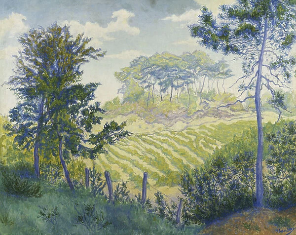 Vineyards Under the Pines; Les Vignobles sous les Pins, c. 1898 (oil on canvas)