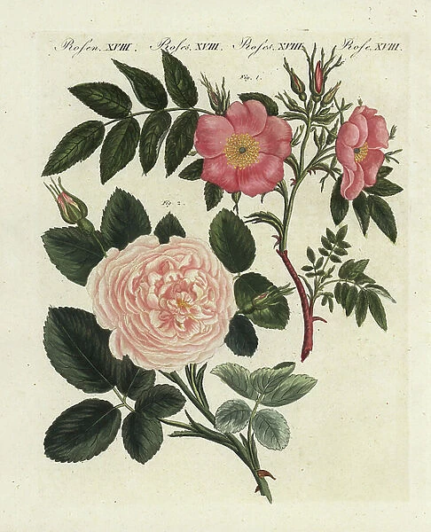 Virginia rose - Virginia rose - Rosa lucida, and Rosa truncata major. Handcoloured copperplate engraving from Bertuch's ' Bilderbuch fur Kinder' (Picture Book for Children), Weimar, 1790-1830