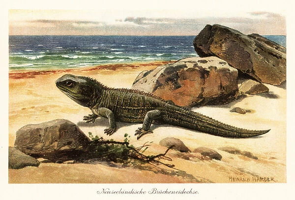 Vulnerable tuatara, Sphenodon punctatus, on the shore. 1908 (illustration)