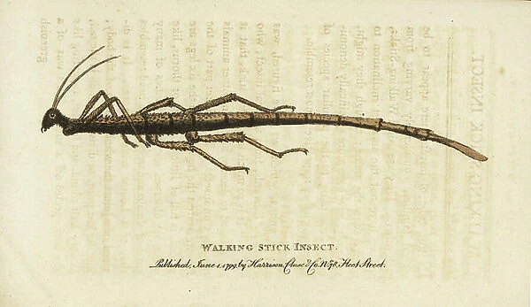Walking stick insect from the Cape of Good Hope, South Africa. Illustration copied from George Edwards. Handcoloured copperplate engraving from ' The Naturalist's Pocket Magazine, ' Harrison, London, 1799