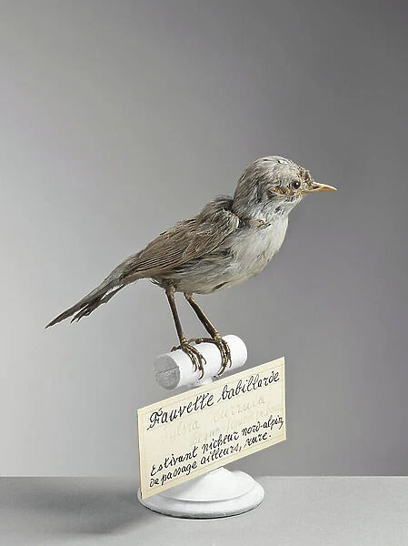 Warbler (Sylvia curruca) - Lesser Whitethroat - Museum d'histoire naturelle de Marseille