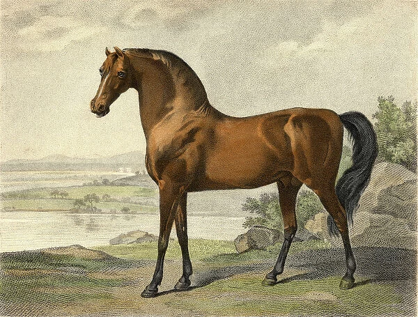 Warren Hastings Arabian (coloured engraving)