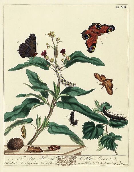 Water betony moth, Shargacucullia scrophulariae, and European peacock. Handcoloured lithograph after an illustration by Moses Harris from 'The Aurelian; a Natural History of English Moths and Butterflies, ' new edition edited by J. O
