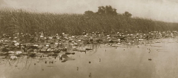 Water-lilies, Life and Landscape on the Norfolk Broads, 1886 (photo)