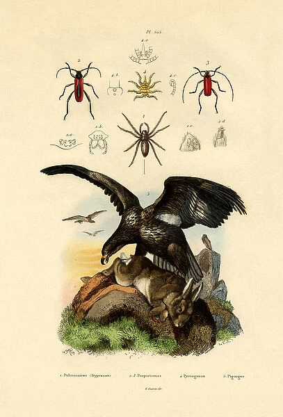 Water Spider, 1833-39 (coloured engraving)