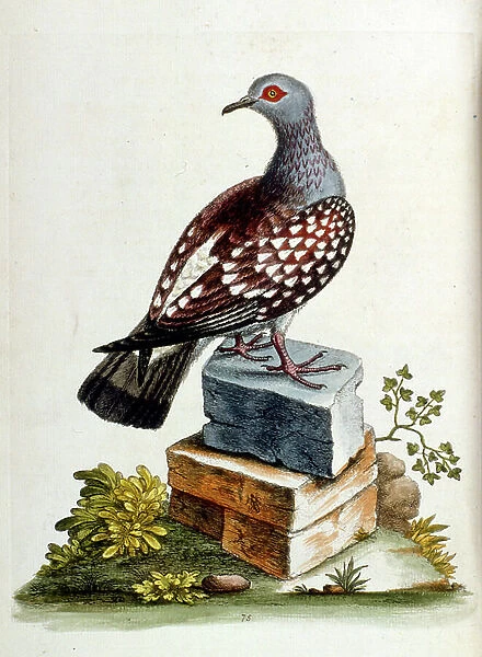 Watercolour illustration from a book of rare birds by G Edwards 1750. George Edwards (1694-1773) was a British naturalist and ornithologist. He travelled extensively through Europe, studying natural history and birds in particular