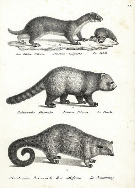 Least weasel, Mustela nivalis 1, red panda, Ailurus fulgens 2, vulnerable, and bearcat, Arctictis binturong 3, vulnerable. Lithograph by Karl Joseph Brodtmann from Heinrich Rudolf Schinz's Illustrated Natural History of Men and Animals, 1836