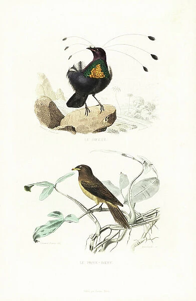 Western or arfak parotia, Parotia sefilata, and yellow-billed oxpecker. Handcoloured engraving on steel by Anneshower after a drawing by Edouard Travies from Richard's ' New Edition of the Complete Works of Buffon, ' Pourrat Freres, Paris, 1837
