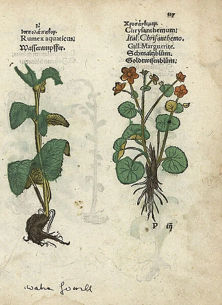 Western dock, Rumex aquaticus, and ox-eye daisy. Handcoloured woodblock engraving of a botanical illustration from Adam Lonicer's Krauterbuch, or Herbal, Frankfurt, 1557