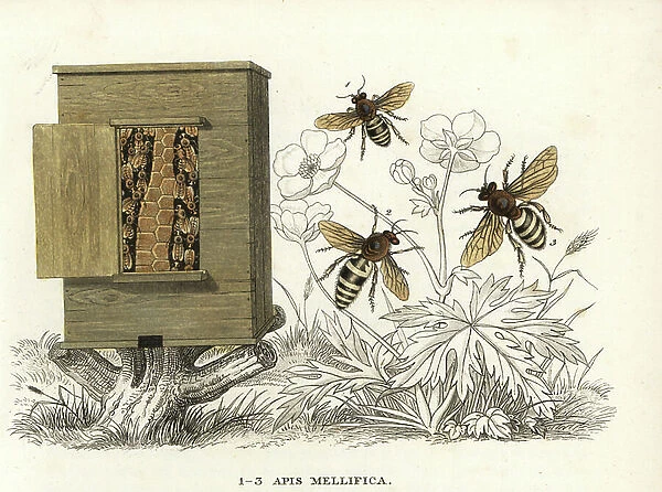Western honey bee or European honey bee, Apis mellifera (Apis mellifica). Handcoloured lithograph from Georg Friedrich Treitschke's Gallery of Natural History, Naturhistorischer Bildersaal des Thierreiches, Liepzig-1842