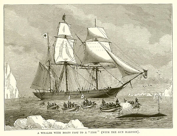 A Whaler with Boats fast to a 'Fish'(with the Gun Harpoon) (engraving)