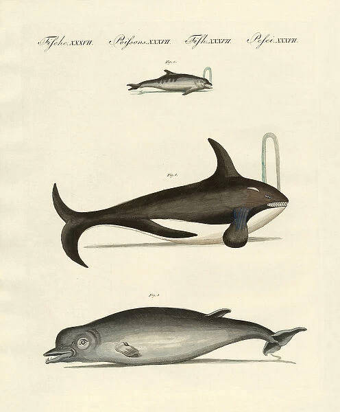 Whales and dolphins (coloured engraving)