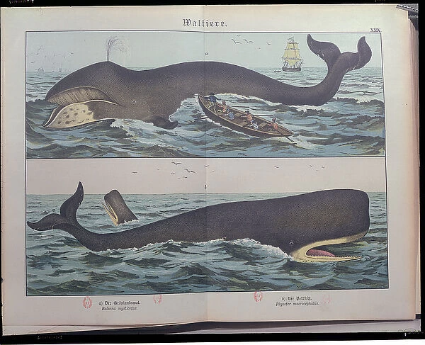 Whaling and Sperm Whale, from Natural History of Mammals