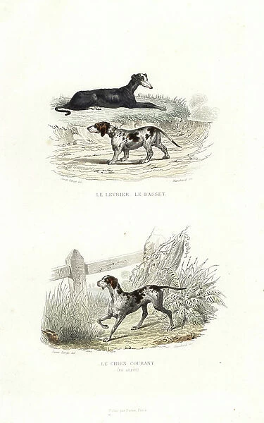 Whippet, basset hound, and hunting dog, Canis lupus familiaris. Handcoloured engraving on steel by Blanchard after a drawing by Janet Lange from Richard's 'New Edition of the Complete Works of Buffon, ' Pourrat Freres, Paris, 1837