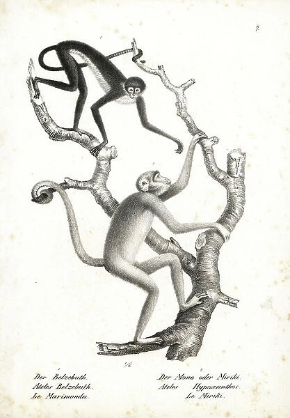 White-bellied spider monkey, Ateles belzebuth (endangered), and northern muriqui, Brachyteles hypoxanthus (Ateles hypoxanthus), critically endangered. Lithograph by Karl Joseph Brodtmann from Heinrich Rudolf Schinz's Illustrated Natural History of