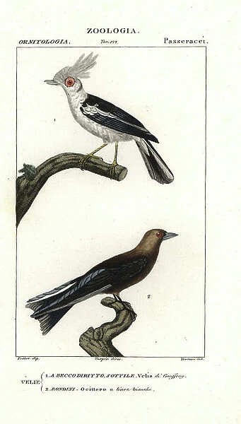 White crested helmetshrike and dusky woodswallow