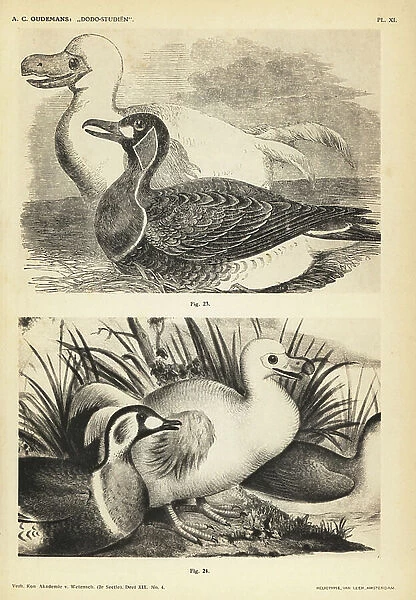 White dodo I by Pieter Withoos, female, Illustrated London News, 1856 (23) and white dodo II by Pieter Withoos, female, Transactions of the Zoological Society of London, 1863 (24). Heliotype by Van Leer from Dr