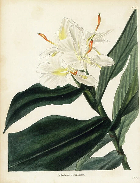 White garland-lily or white ginger lily, Hedychium coronarium. Handcoloured copperplate engraving by George Cooke from Conrad Loddiges' Botanical Cabinet, Hackney, London, 1821