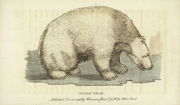 White or Polar bear, Ursus maritimus. Vulnerable. Handcoloured copperplate engraving from ' The Naturalist's Pocket Magazine, ' Harrison, London, 1798