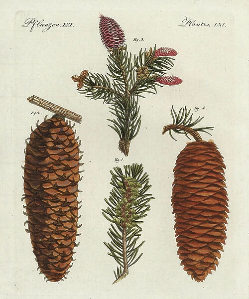 White spruce tree, Picea glauca, foliage 1 and cone 2, and Norway spruce, Picea abies, foliage 3 and cone 4. Handcoloured copperplate engraving from Bertuch's ' Bilderbuch fur Kinder' (Picture Book for Children), Weimar, 1798