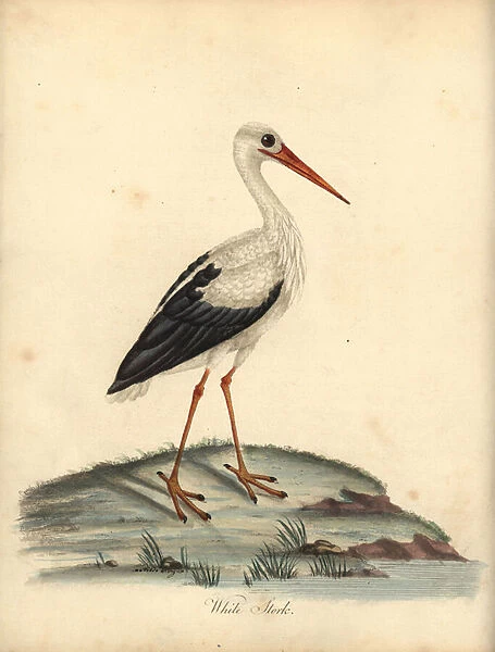 White stork, Ciconia ciconia. (Ardea ciconia) Handcoloured copperplate engraving of an illustration by William Hayes and Matilda Hayes from William Hayes Portraits of Rare and Curious Birds from the Menagery of Osterly Park, London: Bulmer