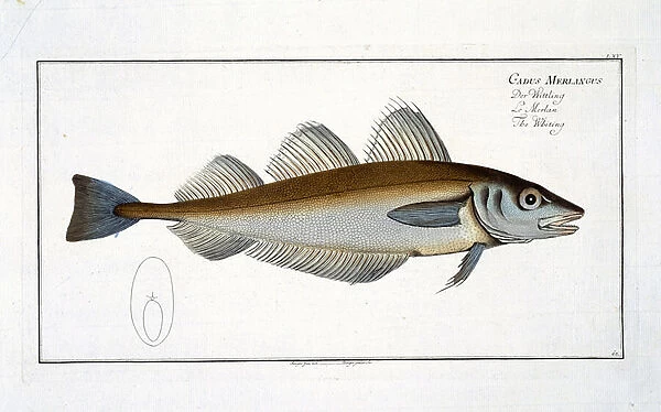 Whiting (Gadus Merlangus) plate LXV from Ichthyologie