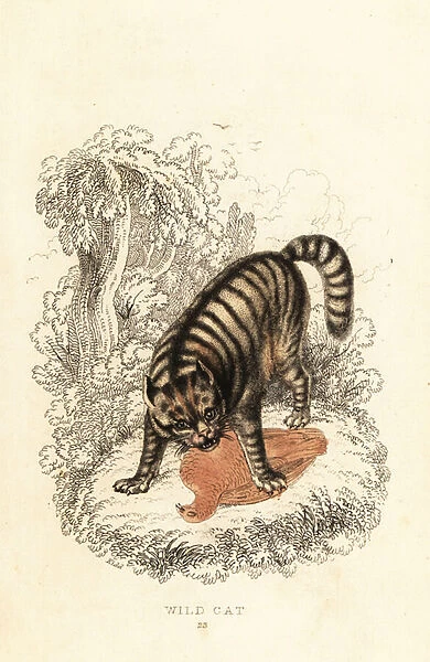 The wild cat, Felis catus. 1834 (engraving)